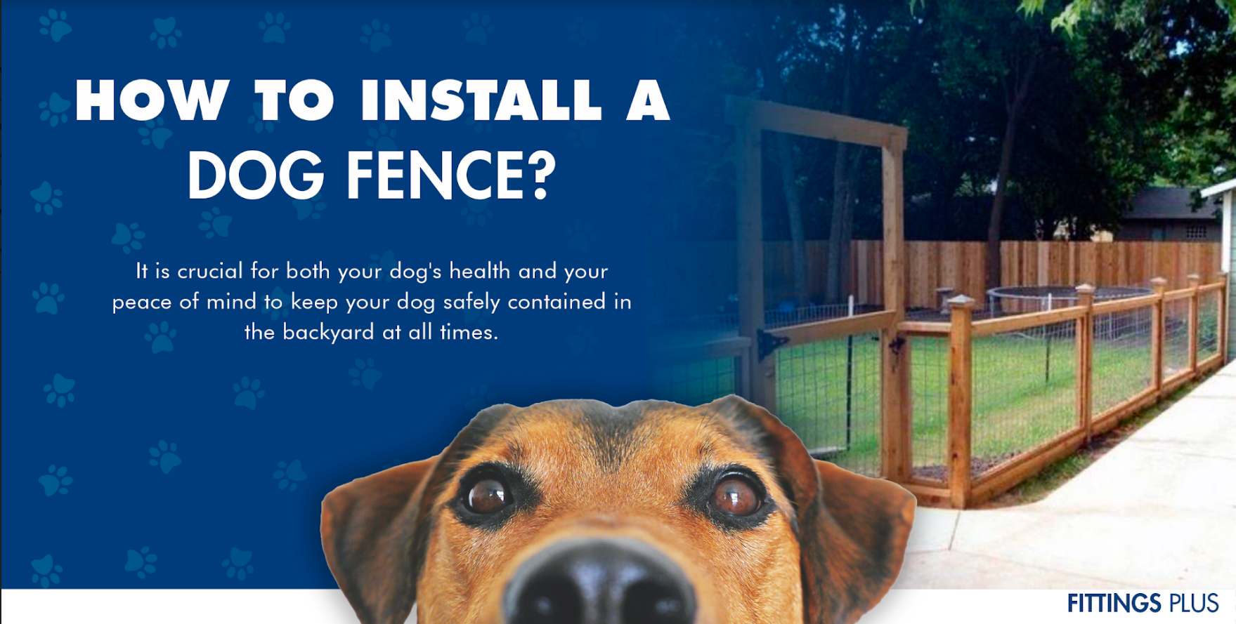 Dog Fence